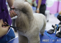 宠物美容设施有哪些