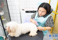 做宠物洗护怎么样