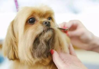 宠物美容造型教程图片简单又好看
