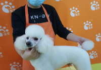 宠物美容服务有哪些内容