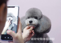 宠物美容萌系造型图片