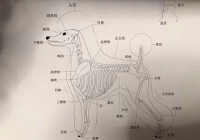 宠物美容师入门画图 基础
