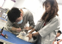 宠物美容师软件