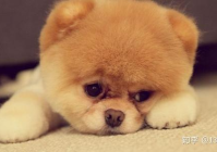 宠物美容前景怎么样知乎文章