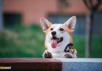 宠物好评怎么写