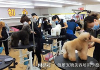 高端宠物美容