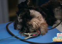 萌宠宠物医院怎么样