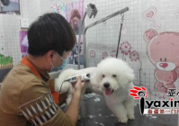 宠物美容师网站