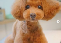 宠物美容造型都有哪些类型图片