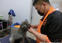 宠物美容分为哪几类