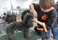 宠物美容分为