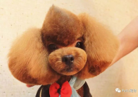 宠物美容萌系