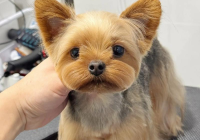 宠物美容画图步骤比例怎么画