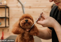 宠物美容造型都有哪些项目呢