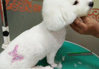 宠物美容造型画图大全图片