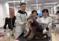 宠物美容相关知识