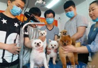 宠物美容的前景分析