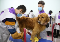 宠物美容的作用是哪些