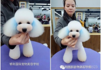 宠物美容画图怎么画