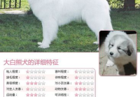 宠物美容的特征包括