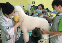 宠物美容赚钱吗?