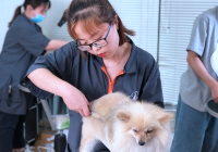 宠物美容师好评怎么写简短