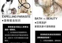 宠物美容都包括什么项目呢图片