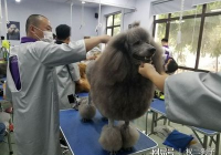 宠物美容分为哪两种形式图片大全