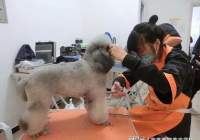 宠物美容师行业前景怎么样