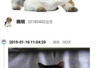 宠物美容好评评语大全