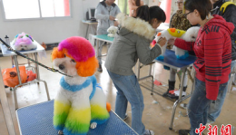 宠物美容萌宠秀场怎么做