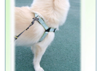 宠物美容用品测评评语大全集