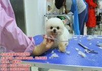 宠物美容有什么项目吗多少钱