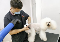 宠物美容属于什么行业类别