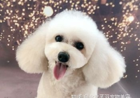 宠物美容都是做什么的?