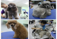 宠物美容造型都有哪些项目