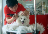 宠物美容店取名