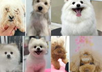 宠物美容萌系图片大全大图可爱