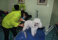 宠物美容师适合女生做吗