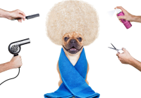 宠物创意美容图片