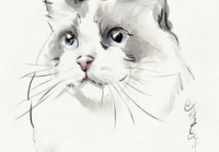 宠物美容造型画图软件哪个好