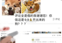 宠物美容师好评怎么写文案