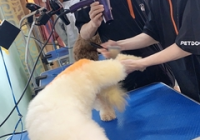 宠物美容都有什么职业