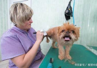 宠物美容行业累吗工资高吗