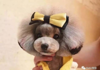 宠物美容师萌系