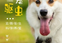 宠物用品评测公众号