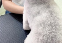 宠物美容师画图教程