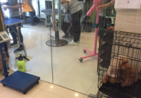 宠物店洗澡美容