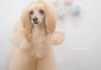 宠物美容日系造型手稿素材