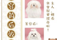 宠物美容好评100字通用评论